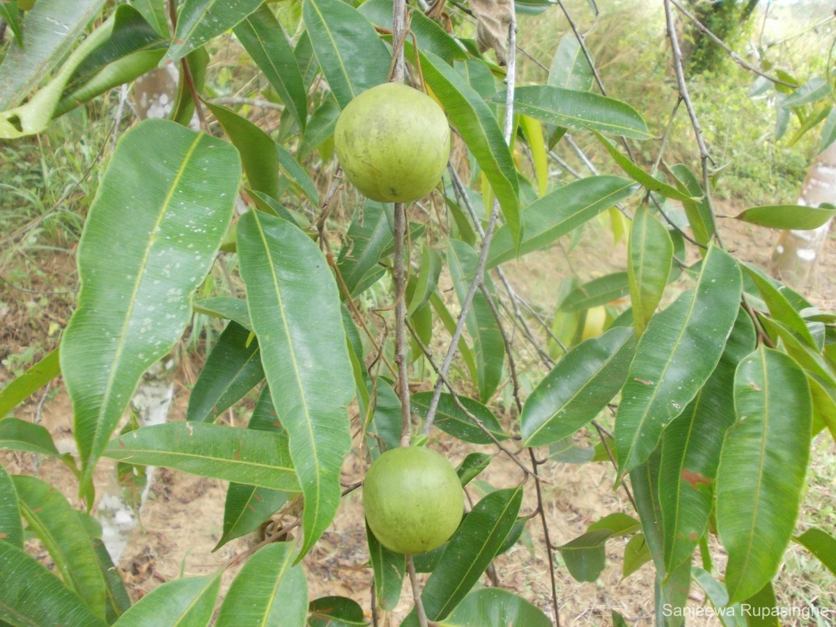 Donella lanceolata (Blume) Aubrév.